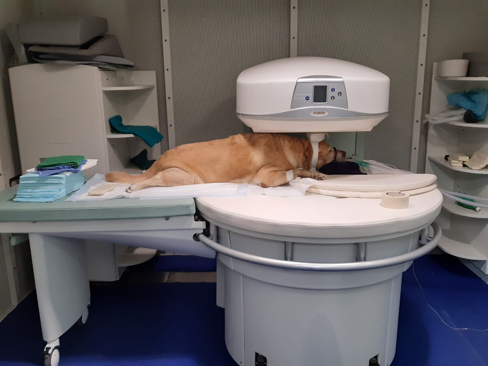 Risonanza magnetica veterinaria presso la clinica